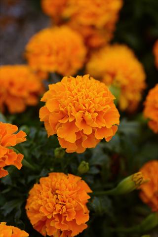Photos von Blumenvarianten benutzt als: Topf und Beet Tagetes erecta Hot Pak Orange