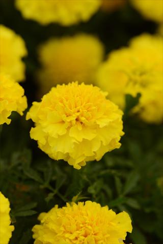 Photos von Blumenvarianten benutzt als: Topf und Beet Tagetes erecta Hot Pak Yellow