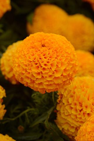 Photos von Blumenvarianten benutzt als: Topf und Beet Tagetes erecta Taishan Orange Improved