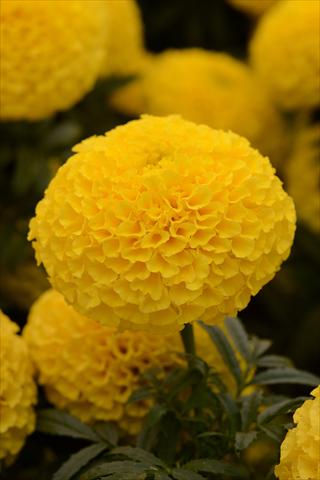 Photos von Blumenvarianten benutzt als: Topf und Beet Tagetes erecta Taishan Yellow Improved