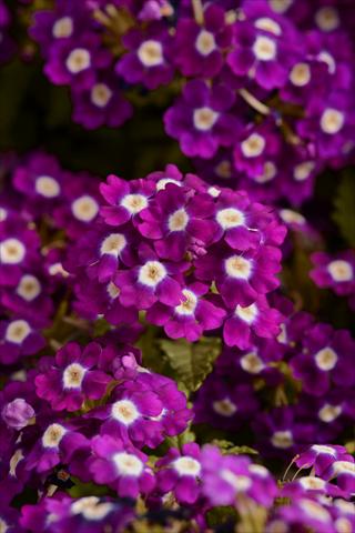 Photos von Blumenvarianten benutzt als: Topf und Beet Verbena hybrida Quartz Violet Eye