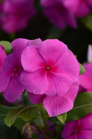 Photos von Blumenvarianten benutzt als: Topf und Beet Catharanthus roseus - Vinca Valiant Lilac