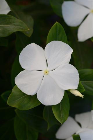 Photos von Blumenvarianten benutzt als: Topf und Beet Catharanthus roseus - Vinca Valiant Pure White