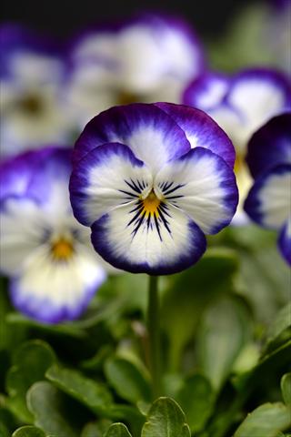 Photos von Blumenvarianten benutzt als: Topf und Beet Viola cornuta Sorbet Coconut Swirl XP