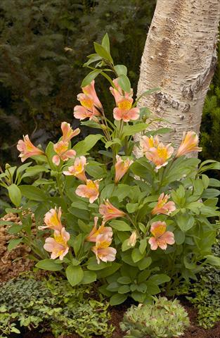 Photos von Blumenvarianten benutzt als: Beet- / Rabattenpflanze Alstroemeria Inca® Serin