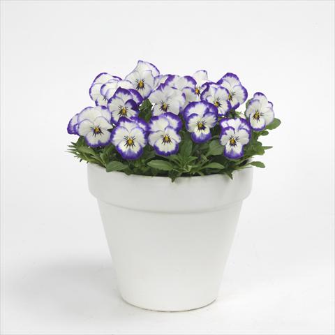 Photos von Blumenvarianten benutzt als: Topf und Beet Viola cornuta Sorbet Picotee Coconut Swirl XP, Improved