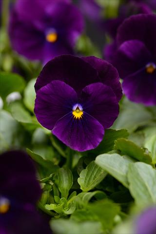 Photos von Blumenvarianten benutzt als: Topf und Beet Viola cornuta Sorbet Purple Improved XP