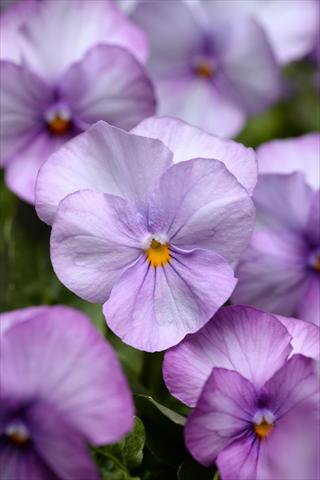 Photos von Blumenvarianten benutzt als: Topf und Beet Viola cornuta Sorbet XP Lavender Pink