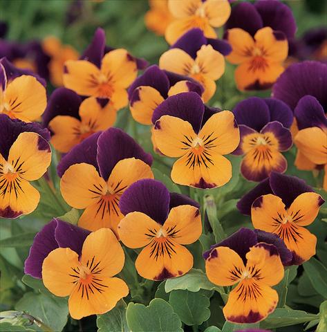Photos von Blumenvarianten benutzt als: Topf und Beet Viola cornuta Sorbet XP Orange Jump Up