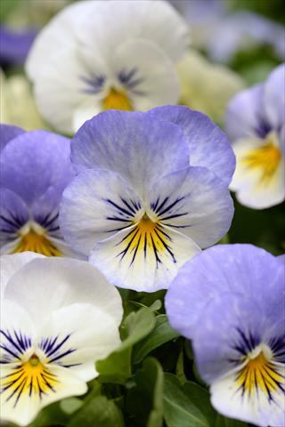 Photos von Blumenvarianten benutzt als: Topf und Beet Viola cornuta Sorbet XP Purple YTT