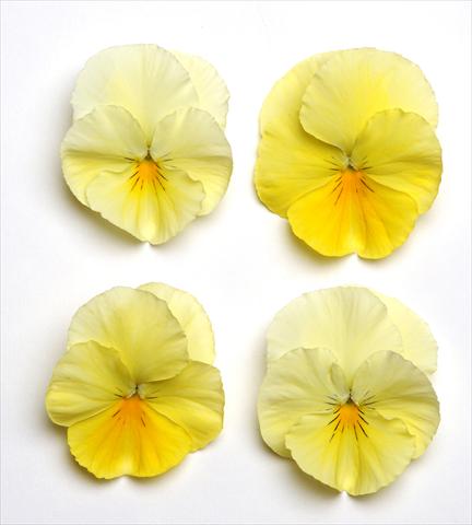 Photos von Blumenvarianten benutzt als: Beet, Topf oder Ampel Viola wittrockiana Cool Wave Lemon Suprise