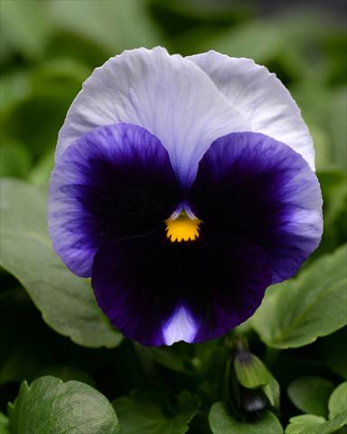 Photos von Blumenvarianten benutzt als: Beet, Topf oder Ampel Viola wittrockiana Promise Beaconsfield