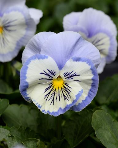 Photos von Blumenvarianten benutzt als: Beet, Topf oder Ampel Viola wittrockiana Promise Blue White Whiskers