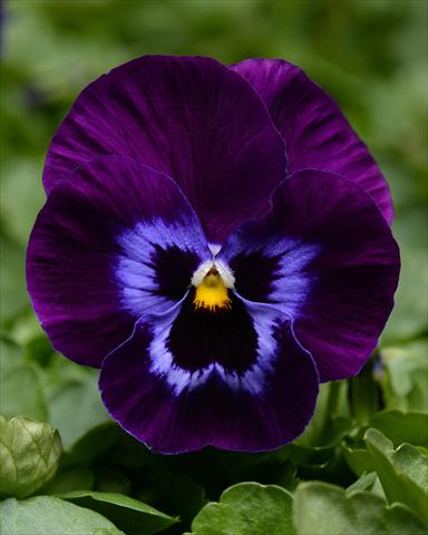 Photos von Blumenvarianten benutzt als: Beet, Topf oder Ampel Viola wittrockiana Promise Denim