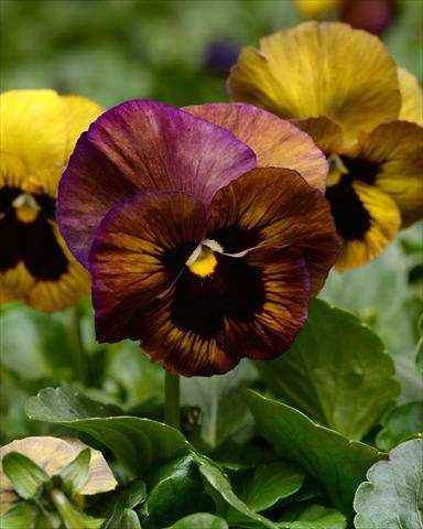 Photos von Blumenvarianten benutzt als: Beet, Topf oder Ampel Viola wittrockiana Promise Stormy Skies