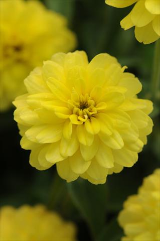 Photos von Blumenvarianten benutzt als: Topf und Beet Zinnia marylandica Zahara Double Yellow