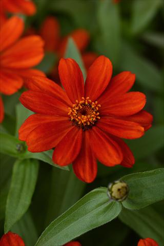 Photos von Blumenvarianten benutzt als: Topf und Beet Zinnia marylandica Zinnia Zahara Red