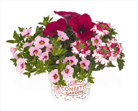 Photos von Blumenvarianten benutzt als: Ampel/Topf 3 Combo RED FOX Confetti Garden Hot Pink Jazz