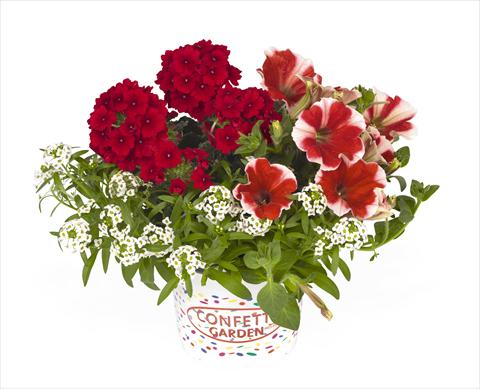 Photos von Blumenvarianten benutzt als: Ampel/Topf 3 Combo RED FOX Confetti Garden Peppy Red