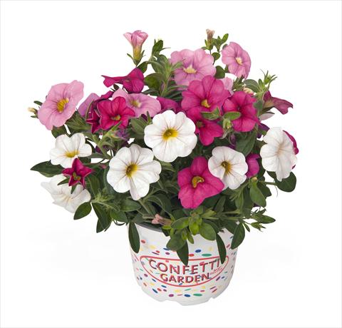 Photos von Blumenvarianten benutzt als: Ampel/Topf 3 Combo RED FOX Confetti Garden Pink Fusion