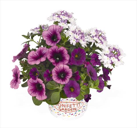 Photos von Blumenvarianten benutzt als: Ampel/Topf 3 Combo RED FOX Confetti Garden Purple Cleopatra