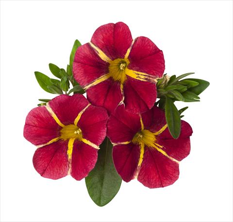 Photos von Blumenvarianten benutzt als: Ampel/Topf Calibrachoa RED FOX Aloha® Cherry Cart Wheel