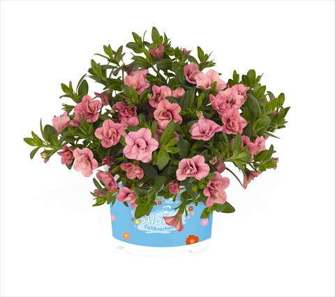 Photos von Blumenvarianten benutzt als: Ampel/Topf Calibrachoa RED FOX Aloha® Double Pink