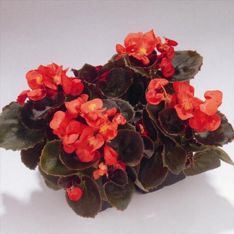 Photos von Blumenvarianten benutzt als: Beet- / Rabattenpflanze Begonia semperflorens Havana Scarlet