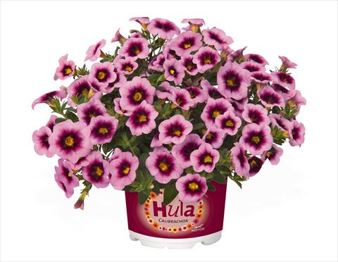 Photos von Blumenvarianten benutzt als: Ampel/Topf Calibrachoa RED FOX Hula Soft Pink