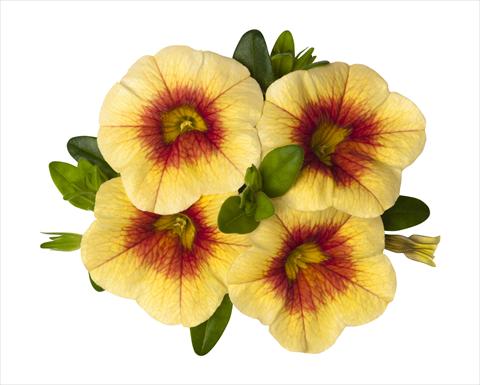 Photos von Blumenvarianten benutzt als: Ampel/Topf Calibrachoa RED FOX Super Yellow