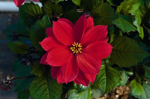 Photos von Blumenvarianten benutzt als: Topf Dahlia Dreamy Passion