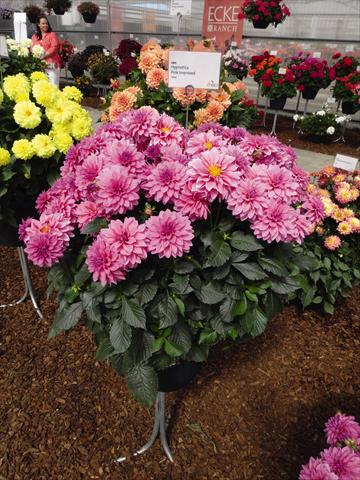 Photos von Blumenvarianten benutzt als: Topf Dahlia Hypnotica Pink Improved