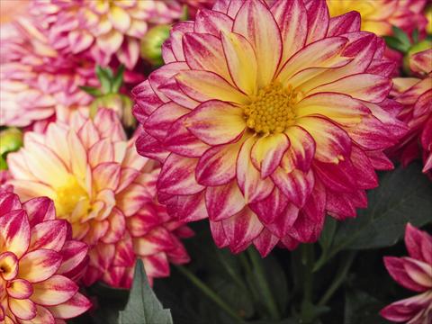 Photos von Blumenvarianten benutzt als: Topf Dahlia Hypnotica Tropical Breeze