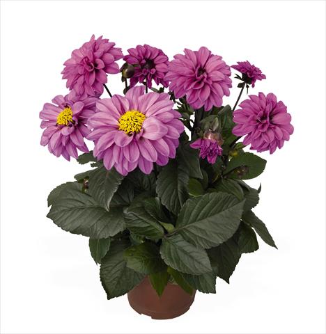 Photos von Blumenvarianten benutzt als: Topf Dahlia Temptation Lavender