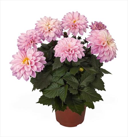 Photos von Blumenvarianten benutzt als: Topf Dahlia Temptation Pink Bicolor