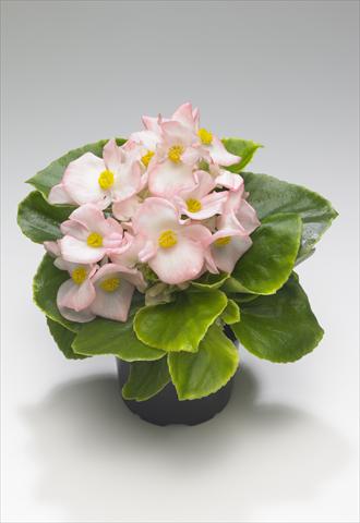 Photos von Blumenvarianten benutzt als: Beet- / Rabattenpflanze Begonia semperflorens Monza Appleblossom