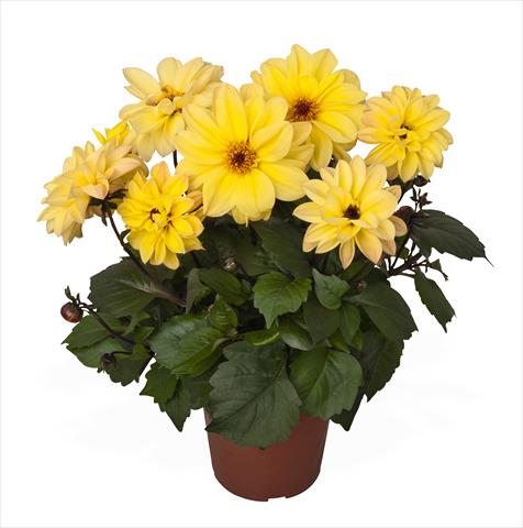 Photos von Blumenvarianten benutzt als: Topf Dahlia Temptation Yellow