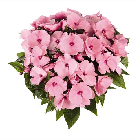 Photos von Blumenvarianten benutzt als: Beet, Topf oder Ampel Impatiens N. Guinea RED FOX Tamarinda True Pink