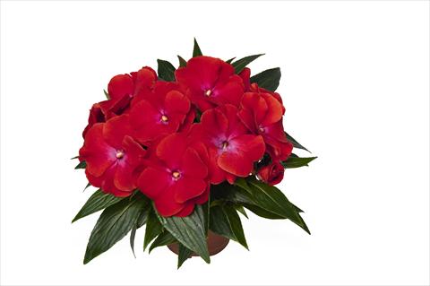 Photos von Blumenvarianten benutzt als: Beet, Topf oder Ampel Impatiens N. Guinea RED FOX Magnum Red Flame