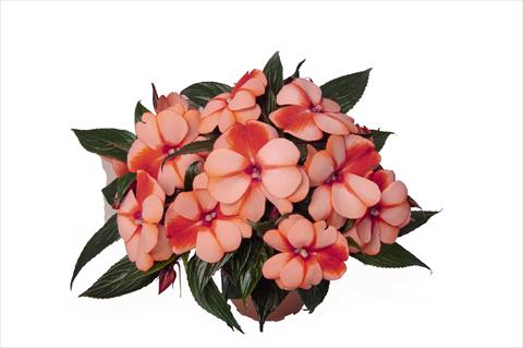 Photos von Blumenvarianten benutzt als: Beet, Topf oder Ampel Impatiens N. Guinea RED FOX Petticoat Mandarin Star