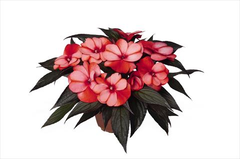 Photos von Blumenvarianten benutzt als: Beet, Topf oder Ampel Impatiens N. Guinea RED FOX Petticoat Red Star 2015