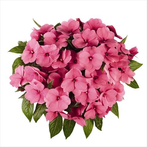 Photos von Blumenvarianten benutzt als: Beet, Topf oder Ampel Impatiens N. Guinea RED FOX Tamarinda Pink