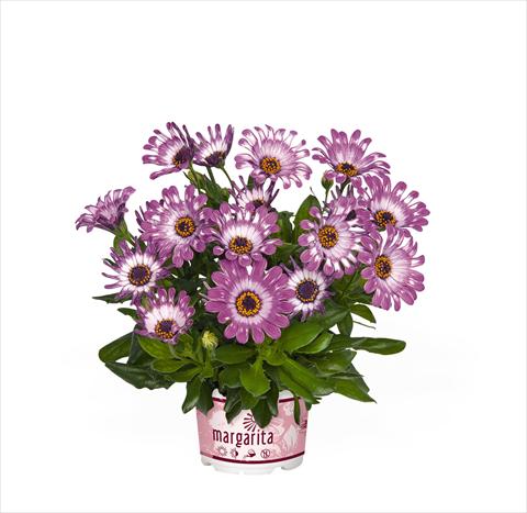 Photos von Blumenvarianten benutzt als: Topf Osteospermum Margarita Purple Spoon