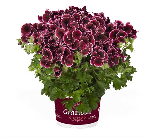 Photos von Blumenvarianten benutzt als: Topf Pelargonium interspec. RED FOX Graziosa Merlot Picotee