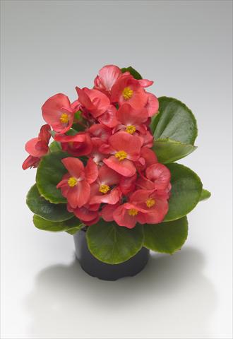 Photos von Blumenvarianten benutzt als: Beet- / Rabattenpflanze Begonia semperflorens Monza Coral