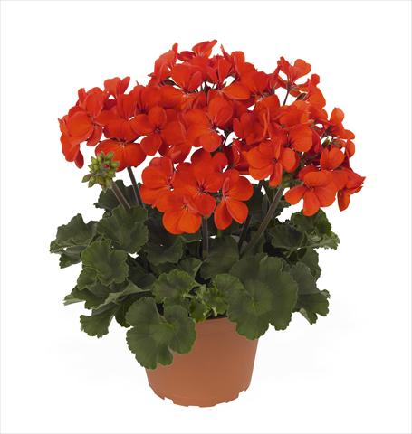 Photos von Blumenvarianten benutzt als: Topf Pelargonium interspec. RED FOX Sarita Fire
