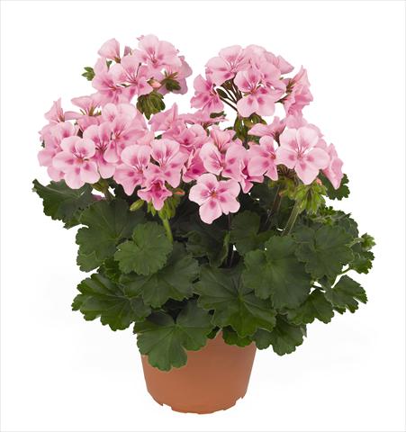 Photos von Blumenvarianten benutzt als: Topf Pelargonium interspec. RED FOX Sarita Soft Pink Splash
