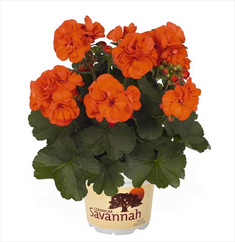 Photos von Blumenvarianten benutzt als: Topf Pelargonium zonale RED FOX Savannah Oh so Orange