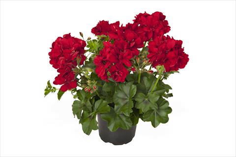 Photos von Blumenvarianten benutzt als: Topf Pelargonium peltatum RED FOX Great Ball of Fire Red Velvet