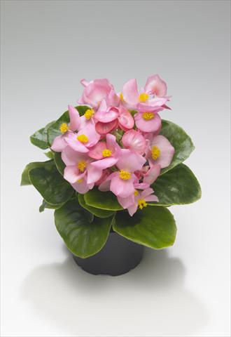 Photos von Blumenvarianten benutzt als: Beet- / Rabattenpflanze Begonia semperflorens Monza Pink
